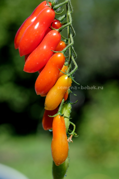 Томат Dulcita long (Сладкий Длинный), 5 шт