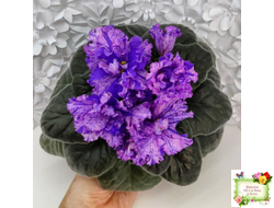 ВаТ-Инопланетянин (Т. Валькова) 2015 г. (стартер из цветоноса)