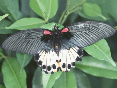 Салют из 10 тропических бабочек . Микс !