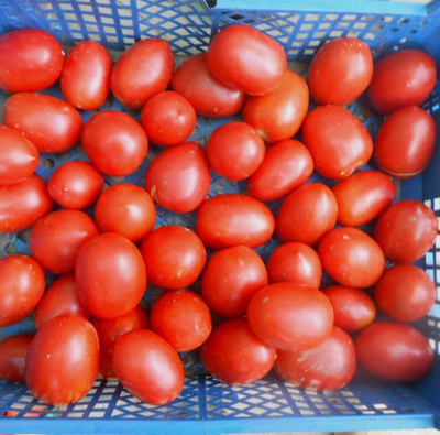 Томат Мархотская кисть (Мархотское гроно)