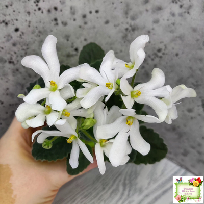 Lunar Lily white (Лунэ Лили уайт) (селекционер неизвестен)