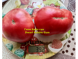 Томат Бубль гам (Жевательная резинка, (Dwarf Bubble Gum) США