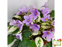 ЛЕ-Эрика (Е. Лебецкая) трейлер