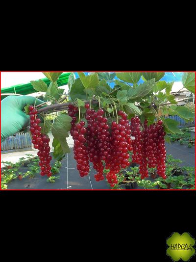 Смородина красная "РОВАДА" (КРУПНАЯ, ЧАСТИЧНО САМОПЛОДНАЯ)