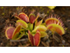 Dionaea muscipula Cropped tooth