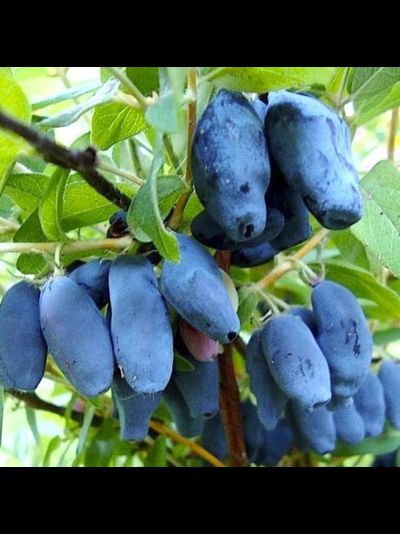 Незнакомка(жимолость), 2года, ЗКС