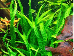 Папоротник тайландский soft leaf (горшок)