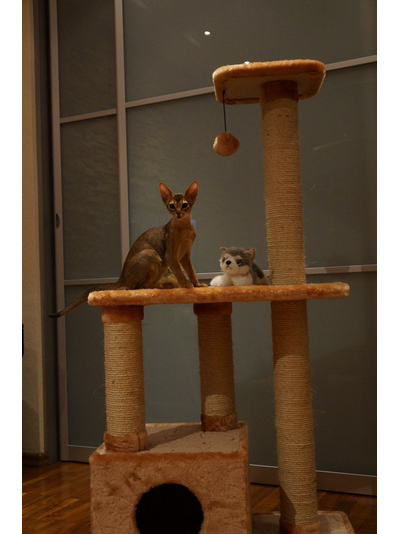 №145 Домик для кошки Мега  +