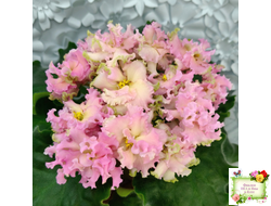 АВ-Златые Горы (Фиалковод) 2021 г.