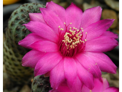 Sulcorebutia rauschii HS 121 - 5 семян