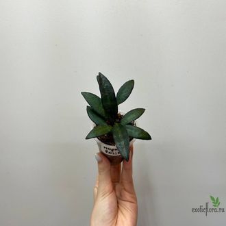 24/07/25 Hoya Rosita