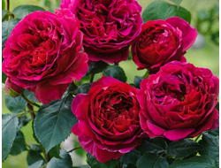 Фишерман френд (Fisherman&#039;s Friend)