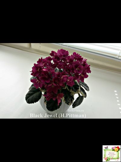 Black Jewel (H.Pittman) 02/14/04
