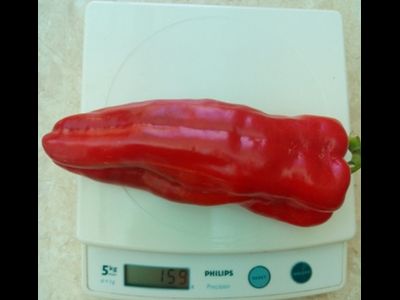 Перец сладкий Тронтароло (Trontarolo) Италия