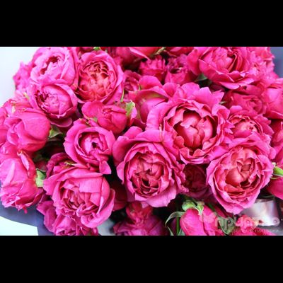 БУКЕТ МОНО ЦВЕТОВ № 333