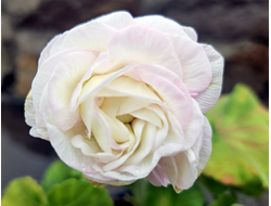 Пеларгония Букет Невесты