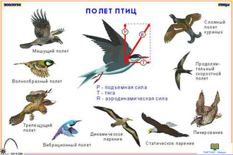 Зоология. Птицы (12 шт), комплект кодотранспарантов (фолий, прозрачных пленок)