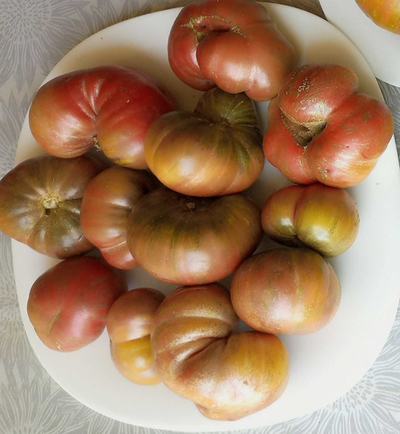 Томат гном Серый металлический пистолет (Gun Metal Grey)