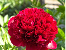 Пион Red Grace, ЗКС, контейнер 4 л.