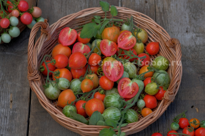 Томат Fuzzy Wuzzy (Фузи Вузи), 10 шт