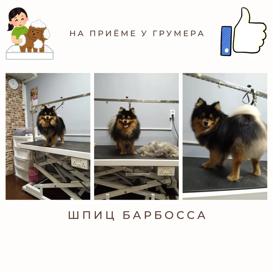 Шпиц БАРБОССА