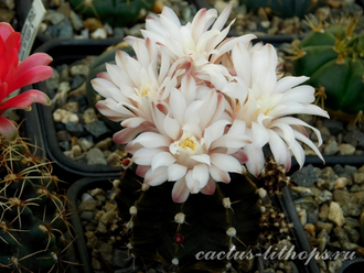 Gymnocalycium friedrichii hybr. - 10 семян