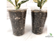 Ficus elastica "shivereana" / фикус эластика шивериана