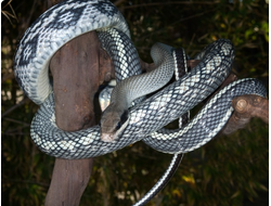 Полоз тонкохвостый (Elaphe taeniura, или Orthriophis taeniurus)