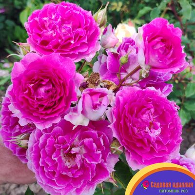 Шахерезада (Sheherazade)