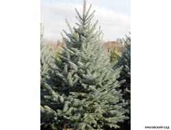 Ель Костер - фотография - красовский-сад.рф