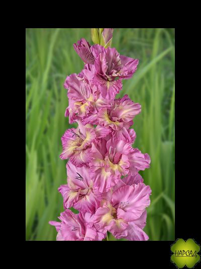 ГЛАДИОЛУС FEMME FATALE 1 шт