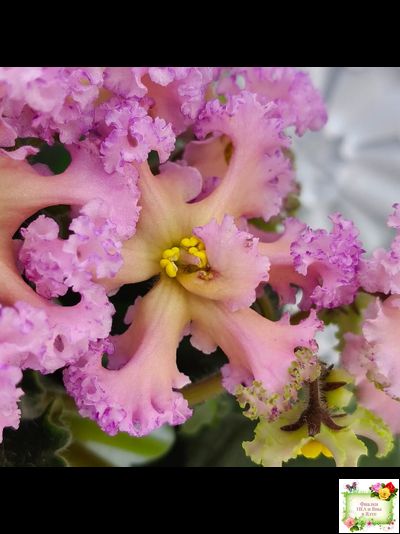 РМ-Оранжевое Лето (Н. Скорнякова) 2022 г. (детка)