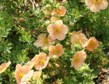 Дэйдаун лапчатка (Potentilla`Daydawn`)(15-30/3л)