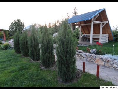 Можжевельник Блю Эрроу 6 метров