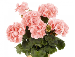 Пеларгония зональная Savannah Salmon, p11