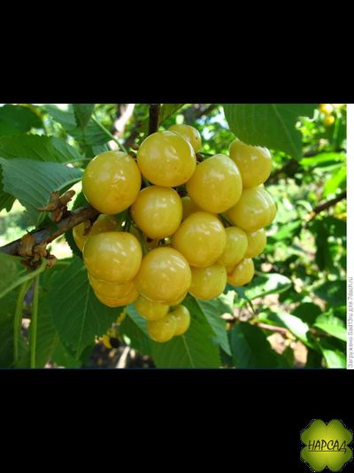 Черешня "Малыш"  (среднеспелая)