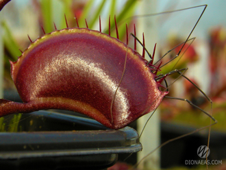 Dionaea muscipula Clayton's Volcanic Red