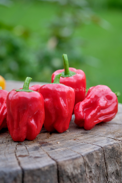 Перец сладкий Griolla De Cocina (Креольская Кухня), 10 шт