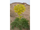 Асафетида (Ferula assa-foetida) 1гр - 100% натуральное эфирное масло
