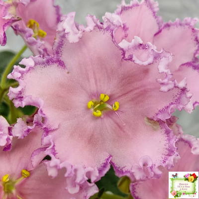 Nik-Хмельное Лето (Н. Булко) 2022 г. (крупная детка)