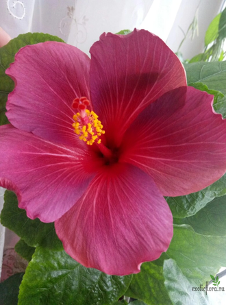 Гибискус Electric Blue