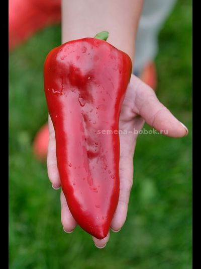 Перец сладкий Гена, 10 шт