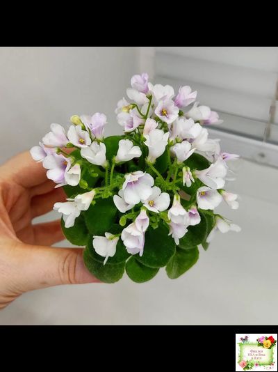 ЛЕ-Котёнок Мяу (Е. Лебецкая) 2016 г.