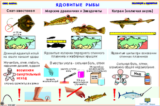 Ядовитые и жалящие животные  (13 шт), комплект кодотранспарантов (фолий, прозрачных пленок)