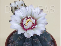 Gymnocalycium multiflorum