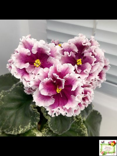 ВаТ-Агат Розовый (Т. Валькова) 2019 г.