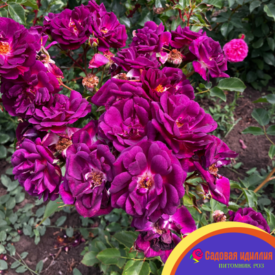 Миднайт Блю (Midnight Blue)