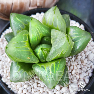 Хавортия пигмея мутант Ледяной Город - Haworthia pygmaea Mutant Ice City