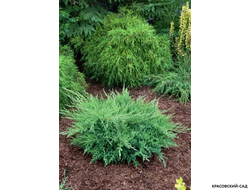 Можжевельник пфитцериана Компакта