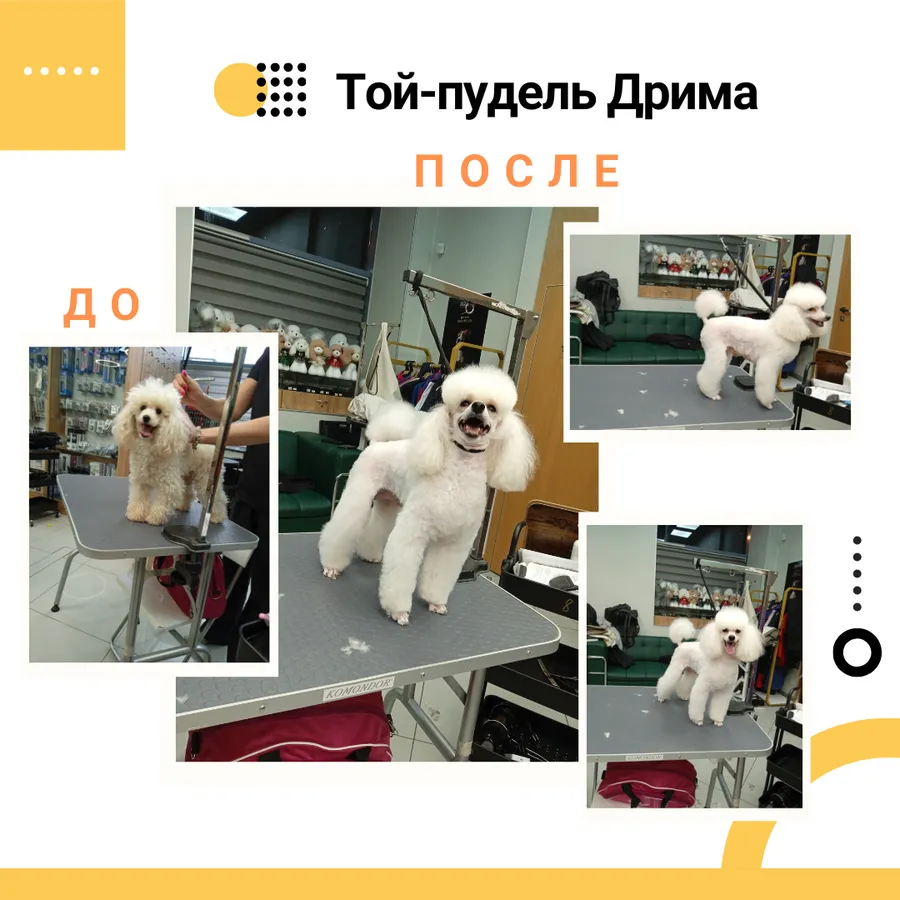 Той-пудель ДРИМА